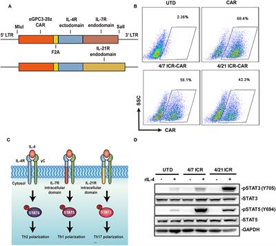 An IL-4/21 Inverted Cytokine Receptor Improving CAR-T Cell Potency in Immunosuppressive Solid-Tumor Microenvironment